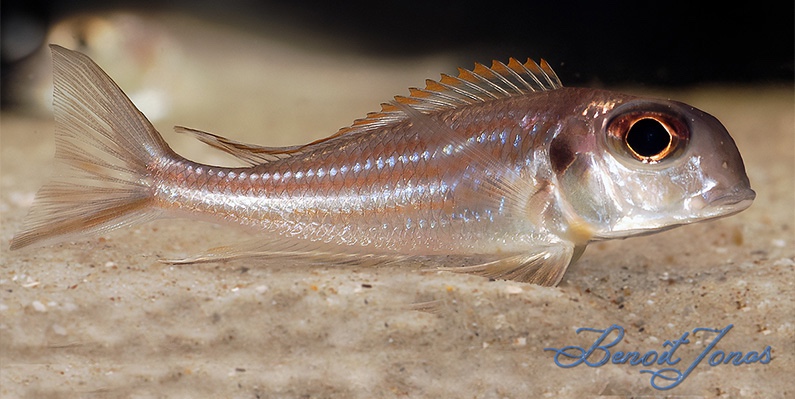 Xenotilapia sima 'Moliro'